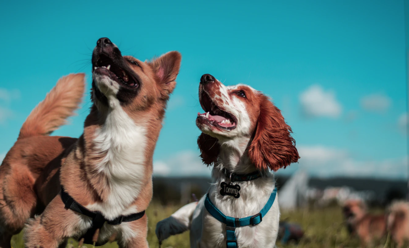 pet boarding Uncle G's Bed & Biscuit